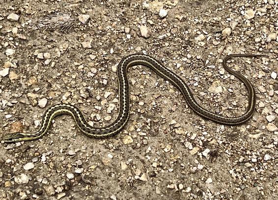we don't have a lot of snakes here, cool as it is. only one rattler species, which this is not.