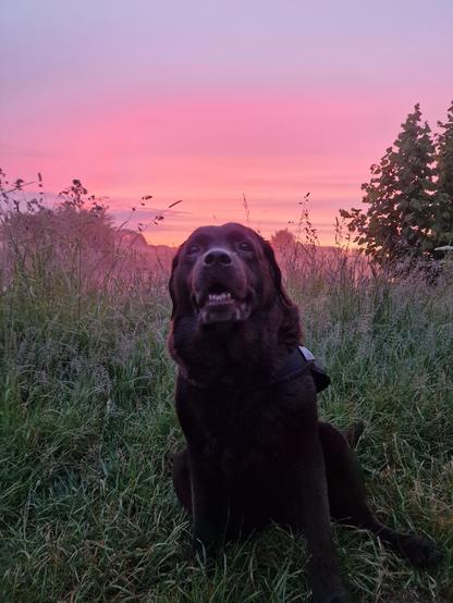 A chocolate brown Labrador with greying snout, posing in a grassy area in front of the waterside. Behind her are lovey hues of blue, pink, and orange, as the sun is slowly rising. The dog is facing the camera, bit looking slightly to the left side of the snap. She wasn't too keen on posing this morning.