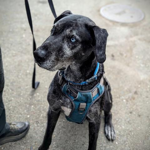 Large black dog with gray touches revealing his age. He is a Great Dane but has icy blue eyes from a Catahoula ancestor. He has a blue collar and a blue harness