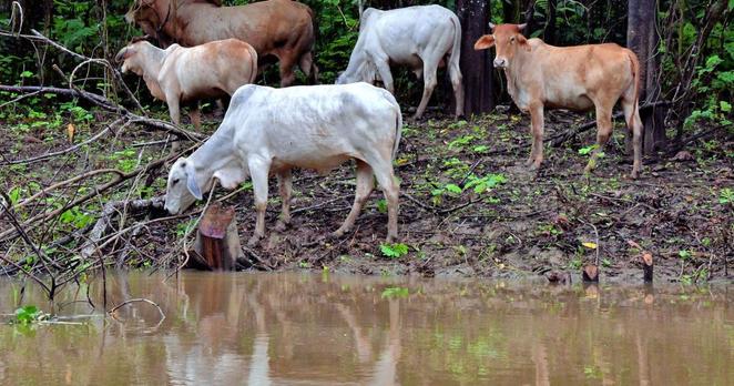 White and brown cattle grazing on the bank of a muddy river.
The white animal with drooping ears is an Indo-Brazilian. The others are nagori cattle. Both species are very tolerant of extreme heat.