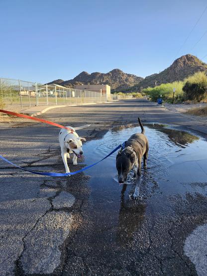 Two dogs enjoy walking through a large puddle on a sunny day