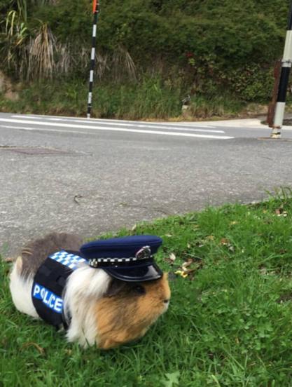 Guinea pig dressed like a little police officer.