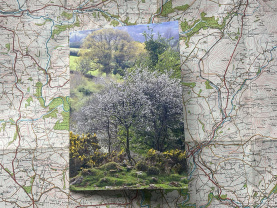 Blackthorn tree greetings card