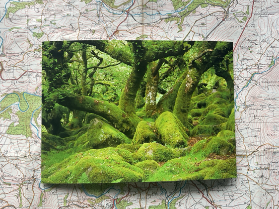 Wistman’s wood card photo taken in 2012