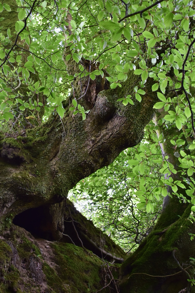 A face appears in an oak trunk overhanging a stream,