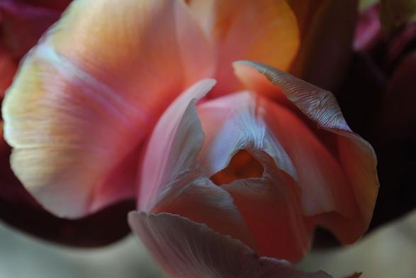 closeup of a tulip flower in shades of pink, white and yellow, seen from above, focusing on the texture of the tips of its petals, with a background of dark red tulips out of focus and some light grey areas below those
