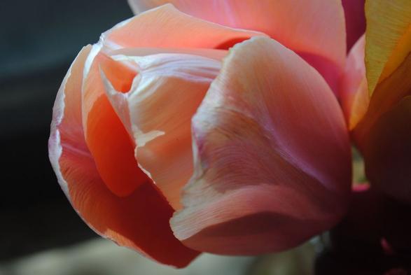 the same tulip flower as in the previous picture, this time seen more from the side