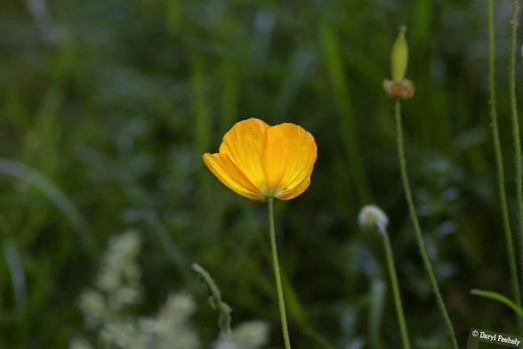 A Welsh poppy against green grass.