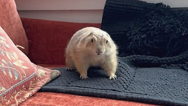 Prairie dog
