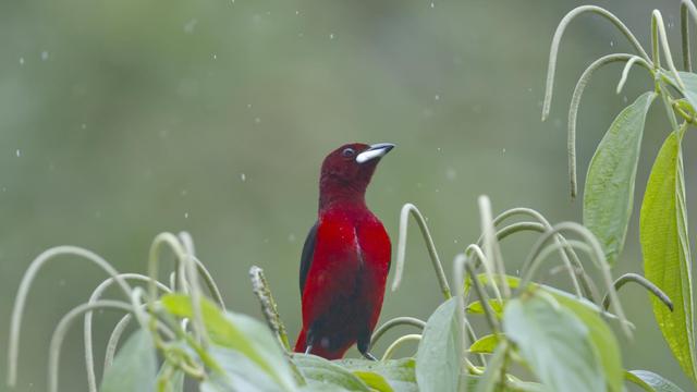 A sassy red bird with his head lifted high and held at a disdainful tilt, appears to gaze at the viewer from his exposed perch on a green shrub. The centerpiece of the image is the flash of silver on the bird's lower bill and his vividly scarlet breast. This is the male Crimson-backed Tanager. The forest behind is a blurred out haze of green. A close inspection reveals faint streaks of the falling rain that do not faze him in the slightest.  Photo by Peachfront. Valle de Anton, Panama. April 2025.