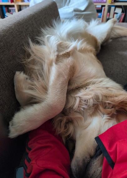 Golden retriever on a couch next to a human. Human wears bright red, dog lies of his side on a grey and  brown couch, his head half hidden under the red clothing. Dog's tail end points away from camera, where a book cabinet and a pouf can be made out