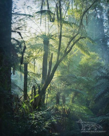 Sunlight filters through a lush, mist-laced temperate rainforest in the Dandenong Ranges. Tall tree ferns dominate the midground, their fronds catching the golden morning light. Soft beams pierce the mist, casting long, radiant streaks across layered foliage. The scene is vibrant with green hues, texture, and atmosphere, evoking a deep sense of serenity and ancient wilderness.