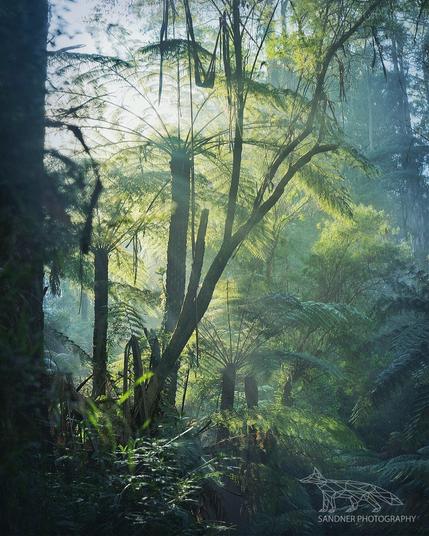 Sunlight filters through a lush, mist-laced temperate rainforest in the Dandenong Ranges. Tall tree ferns dominate the midground, their fronds catching the golden morning light. Soft beams pierce the mist, casting long, radiant streaks across layered foliage. The scene is vibrant with green hues, texture, and atmosphere, evoking a deep sense of serenity and ancient wilderness.