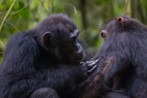 Social grooming between two chimpanzees in the Budongo Forest. Credit: Dr. Elodie Freymann