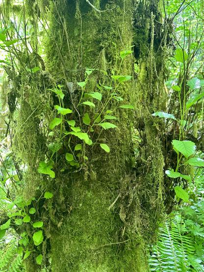 A broad tree trunk with many leafy sprouts springing up from the sides, and a full coat of shaggy moss.