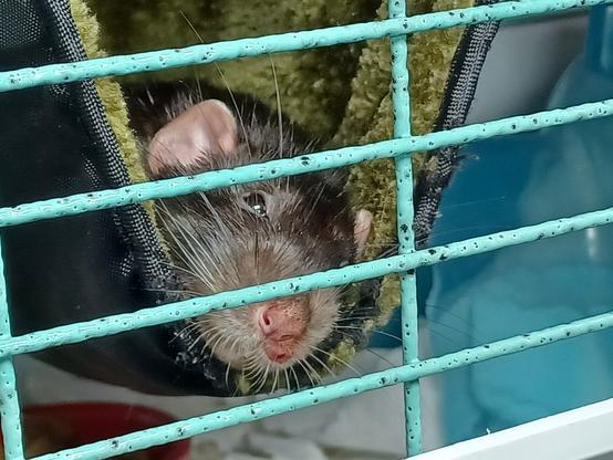 Cute pet rat peering out of a hammock, head cocked
