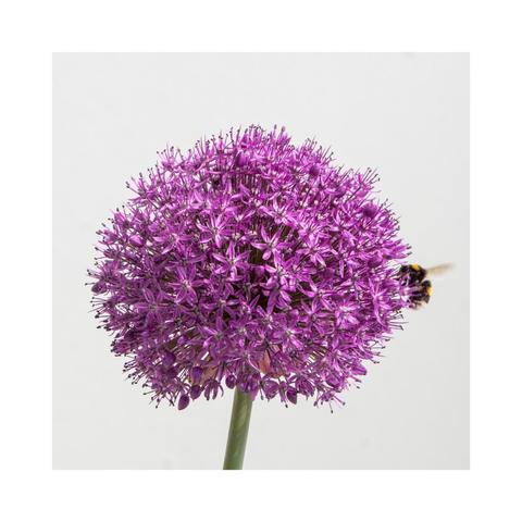 A close-up of a spherical cluster of the small purple flowers of allium, with a bee visible near the bloom. The background is light and neutral.