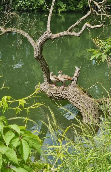 Picture of two Egyptian geese sat on a half sunken dead tree in a river.