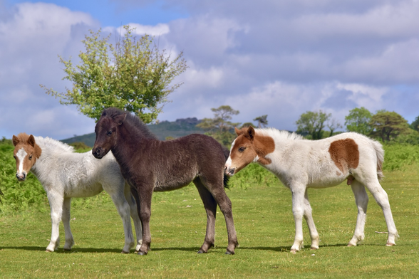 Three foals line up nose to tail against a moorland backdrop.