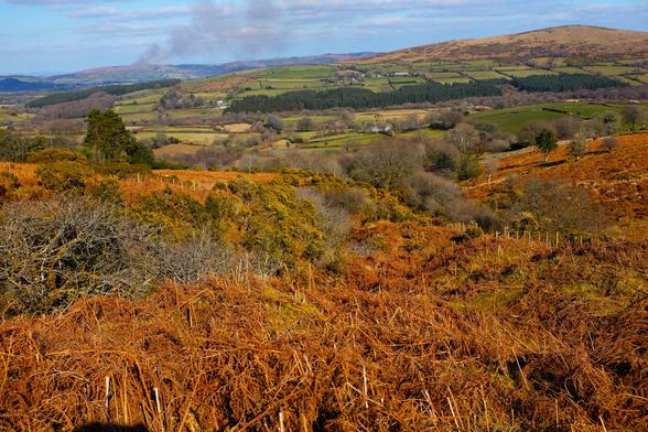 A landscape of moorland, mostly covered in rusty-brown bracken and scrubby trees. In the distance is changes to farmland with neat small fields. A wide strip of conifer plantation cuts across the fields. In the distance is a low tor on the right and smoke from swaling rising up on the left.