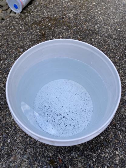 a bucket of water with a zillion little black specks, many of which are elongated, in a bucket of water