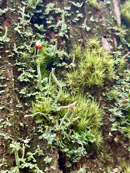 Close up of a clump of moss mingled with a patch of lichen on an old tree trunk. The moss has little starburst shapes. The lichen is mostly scaly, but there are also some tube shaped protrusions with little red nodules at the ends.