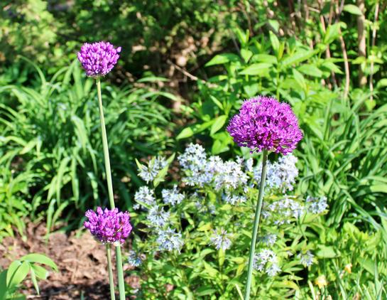 Trio of purple allium blooms next to neighboring white blooms.