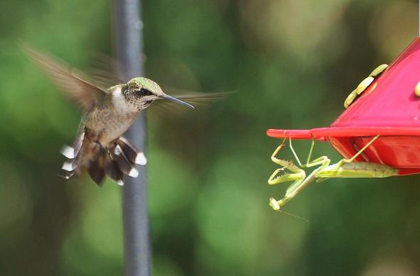 Face à face entre un colibri et une mante religieuse