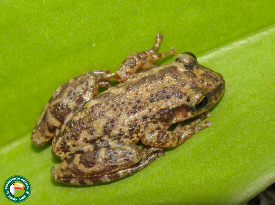 A caramel-colored frog with darker brown stripes running down its body sits on a wide, light green leaf.