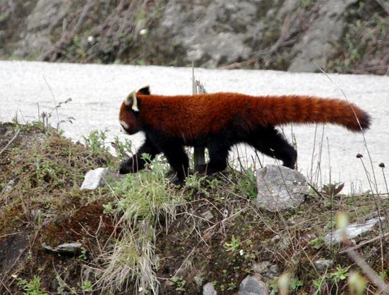Red Panda