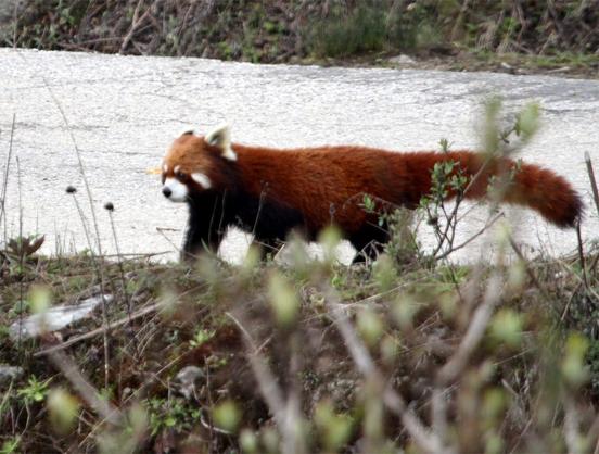 Red Panda
