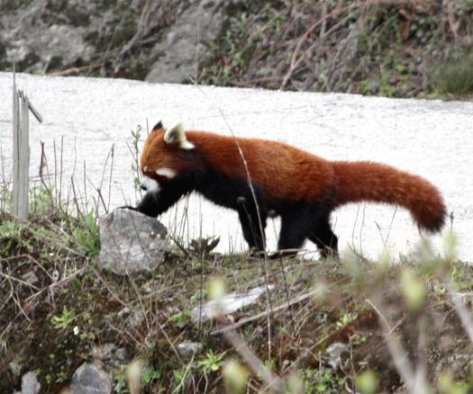 Red Panda