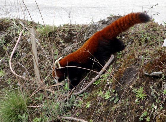 Red Panda