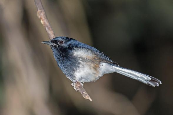 White-vented Shama (Copsychus niger)
LC Least Concern