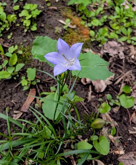 A delicate, bell shaped blue/lilac flower, with five petals and a very long middle part