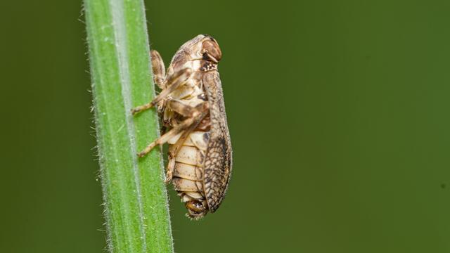 Klimopkevercicade / Issus coleoptratus