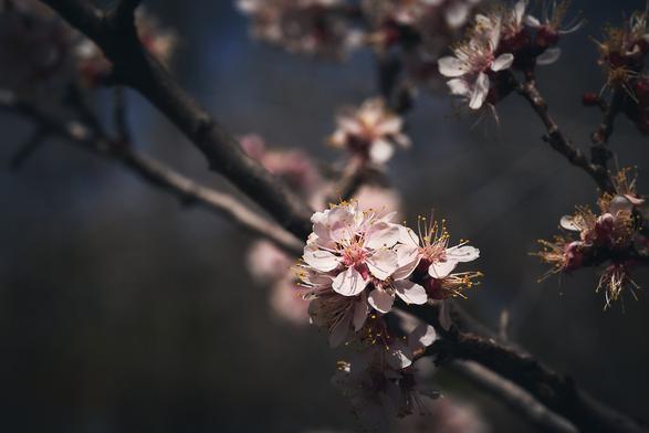 Close-up of delicate pink cherry blossoms on a branch, with a dark, blurred background.
