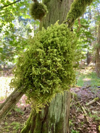 Dead stick with large clump of very green moss attached.