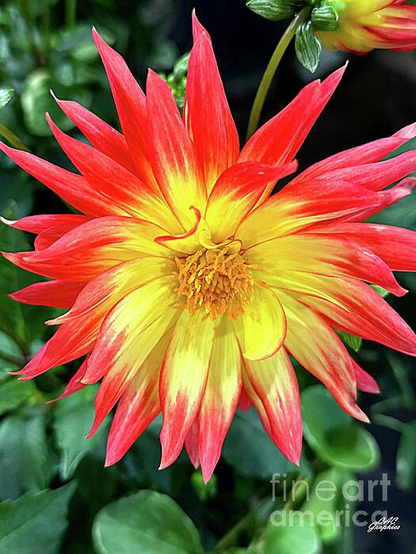 Orange Tipped Yellow Dahlia flower