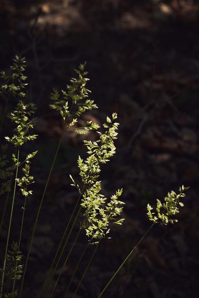 Tall grass stems with delicate seed heads, softly illuminated against a dark, blurred background.