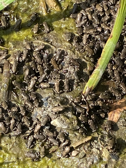 Hunderte winzige Froschbabys wimmeln im Schlamm durcheinander.