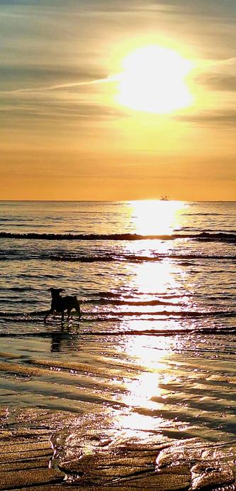 Kleiner Hund läuft am Strand durch die seichten Wellen, im Hintergrund geht die Sonne unter, Himmel und Meer sind in Orange getaucht.