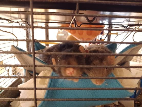 Two cute pet rats snuggled up on a hammock in their cage, looking out at the world
