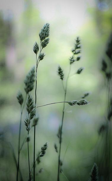 Tall grasses begin to grow in spring in this soft and dreamy image.