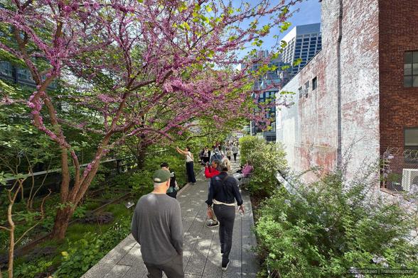 A vibrant scene on the High Line, New York City’s elevated linear park built on a former rail line. The image captures a walkway lined with lush greenery and blooming trees with pink flowers, creating a striking contrast against the surrounding urban architecture. Visitors stroll along the path, enjoying the peaceful atmosphere amid the city’s bustle. A brick building on the right provides a textured backdrop, while the open sky and modern structures in the distance emphasize the balance between nature and urban design.