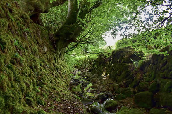 A mossy wall and stream