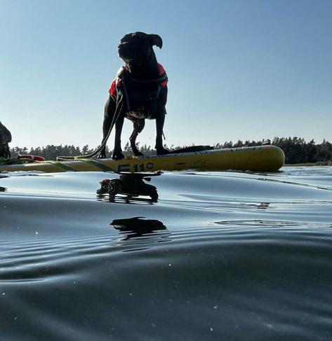 Picure taken from the sea surface of a black dog, in a bright orange lifejacket, standing on a yellow paddleboard.