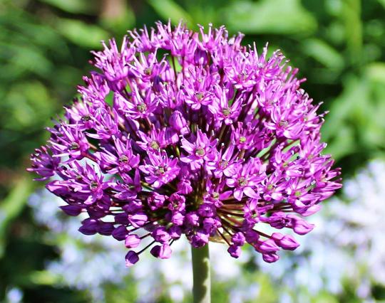 Cluster of purple flowerets with green centers and pale purple stamen atop a thick green stem. There are unopen buds at the bottom of the cluster. The background is a blur of neighboring plants and flowers.