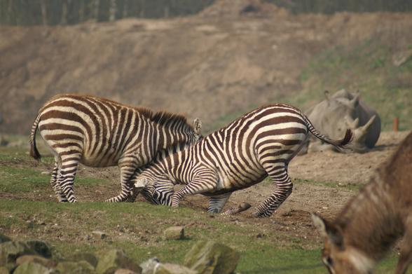 AI alt text:
In a sunlit savanna landscape, two zebras are engaged in an intriguing interaction. One zebra stands tall, its black-and-white striped coat contrasting sharply against the earthy tones of the terrain, while the other zebra kneels down, lowering its head toward the ground. Their body language suggests a moment of playfulness or social bonding, highlighting the unique behaviors of these striking animals.

In the background, a rhinoceroses is resting on the ground, their thick-skinned body blending subtly with the environment. Their presence adds depth to the scene, emphasizing the rich biodiversity of the setting. 
The ground is a mix of rocky patches and tufts of dry grass, characteristic of the African savanna, completing this vivid portrayal of wildlife in its natural habitat.