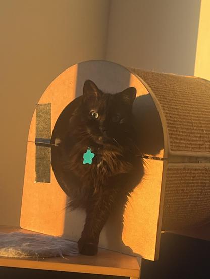 their fluffy black and brown cat with big green eyes sitting inside a roofed wooden cat bed as the sun sets in a nearby window casting dramatic lighting and shadows